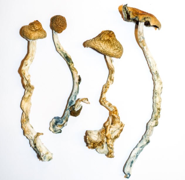 Buy Golden Teacher Magic mushroom online
