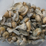 Buy Albino Penis Envy Mushroom Online