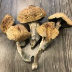 Buy Alacabenzi Cubensis Colorado