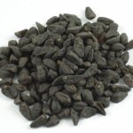 Buy Morning Glory Seeds Online
