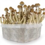 Magic Mushroom Grow Kits