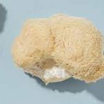 Buy Lion's mane magic mushroom online.