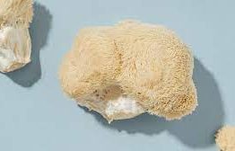 Buy Lion's mane magic mushroom online.