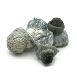 Buy Albino Penis Envy mushrooms Czechia