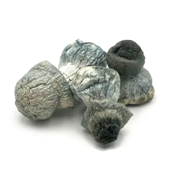 Buy Albino Penis Envy mushrooms Czechia
