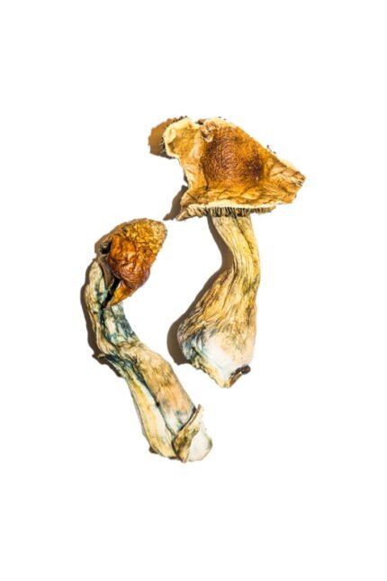 Buy B+ magic mushroom online