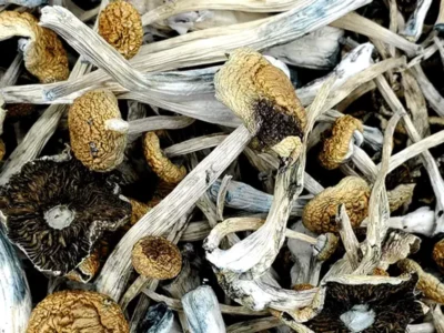 Czechia Blue Magnolia Mushroom shop Europe.