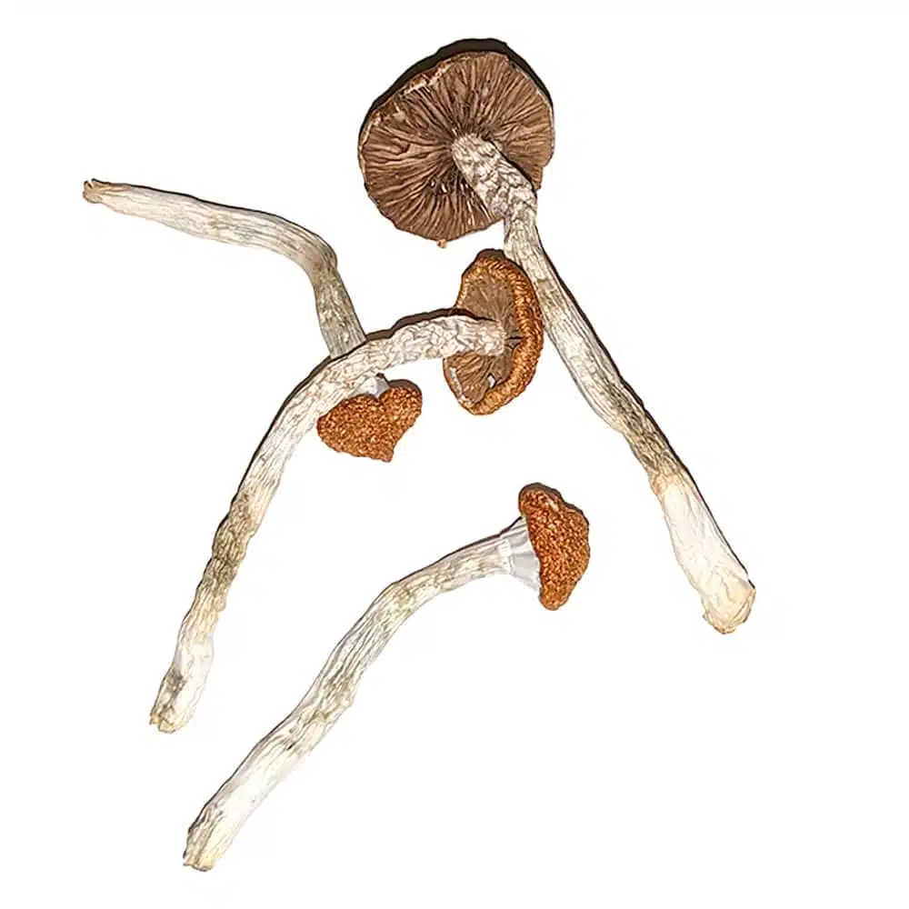 Blue Magnolia Mushroom online
