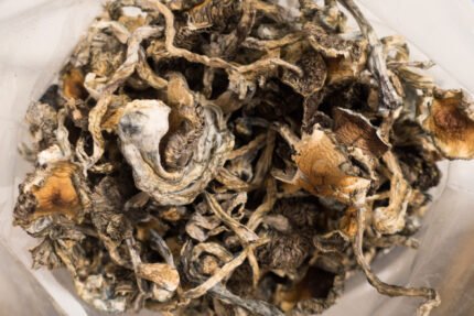 Buy Blue Meanie magic mushrooms shop Czechia