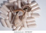 Buy Golden Teacher mushroom microdose