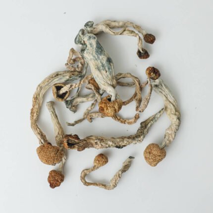 Buy Golden Teacher Mushroom Online Czechia