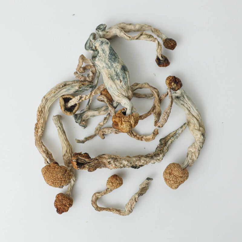 Buy Golden Teacher Mushroom Online Czechia