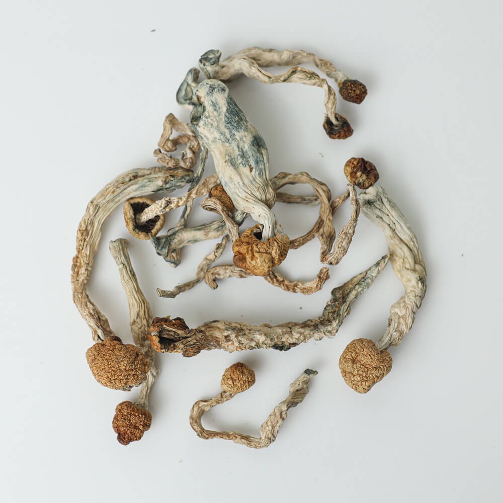 Buy Golden Teacher Mushroom Online Czechia