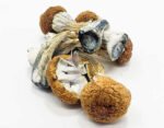 Buy Blue Meanie magic mushrooms shop Czechia