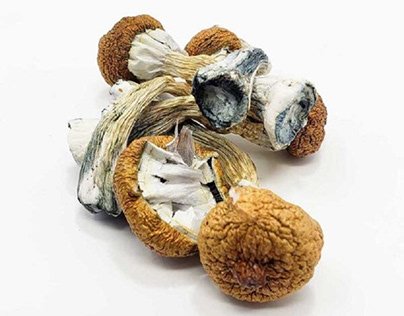Buy Blue Meanie magic mushrooms shop Czechia