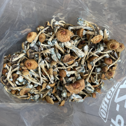 Buy Liberty Cap mushroom in Czechia