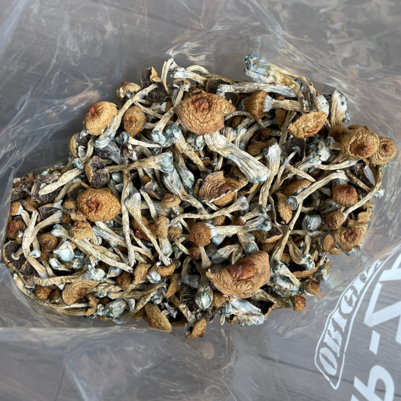 Buy Liberty Cap mushroom in Czechia