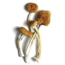 Buy B+ magic mushrooms in Czechia Europe