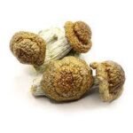 Buy Penis Envy mushrooms online USA