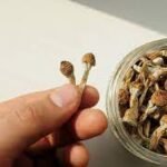 Czechia mushroom shop Europe