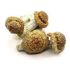 Buy Albino Penis Envy mushrooms Czechia