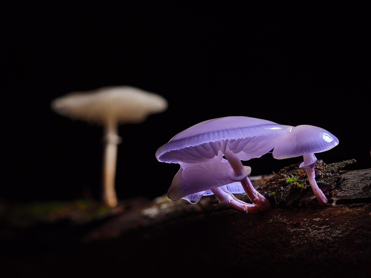 mushroom dispensary online
