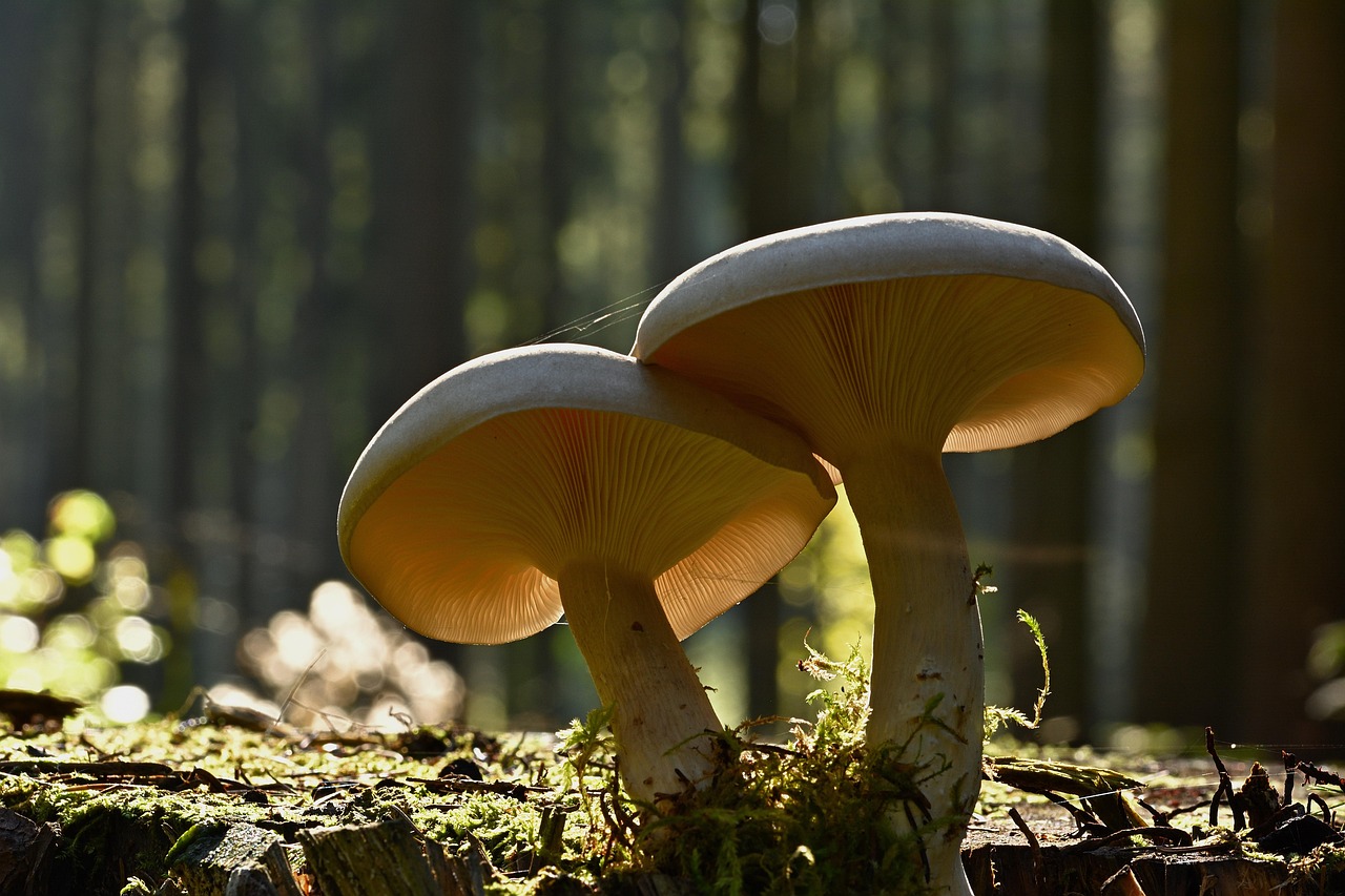 Mushroom shop online USA