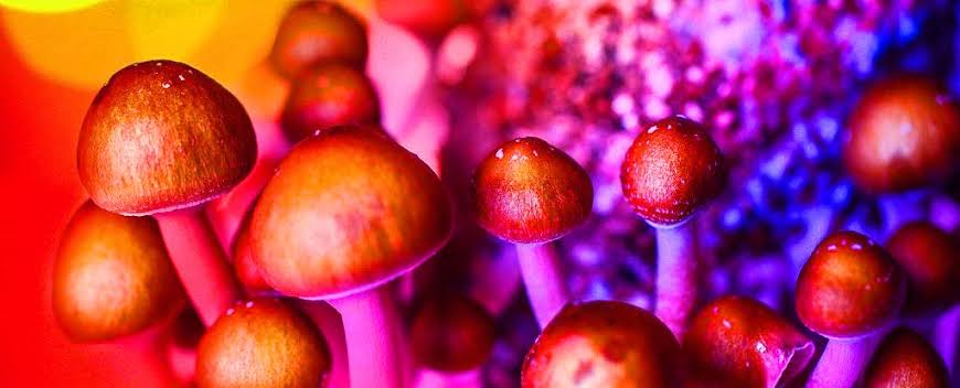 Buy magic mushroom online USA, Europe, Australia