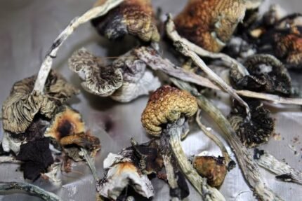 Buy Alacabenzi Cubensis magic mushroom